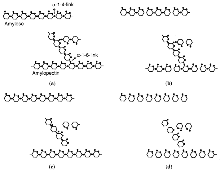 Effect of the action of starch dcgrading enzymes (shown schematically)
