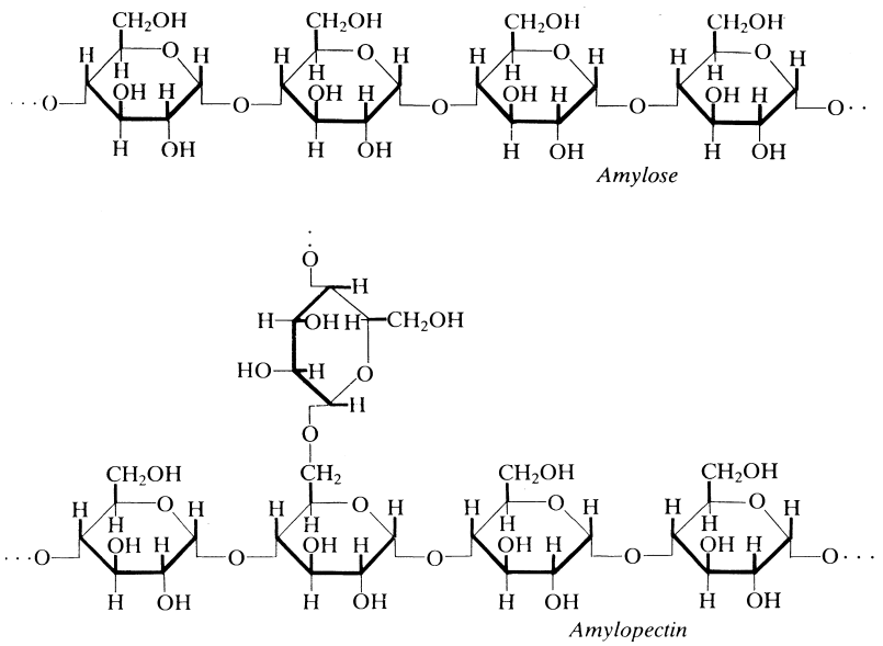 Figure 1.2 Amylose and amylopectin structure.