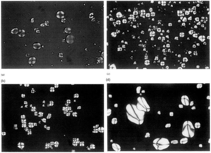 Figure 1.3 Varying birefringence patterns for different starches under plane-polarised light x260. (a) waxy maize starch, (b) potato starch, (c) tapioca starch, (d) wheat starch.
