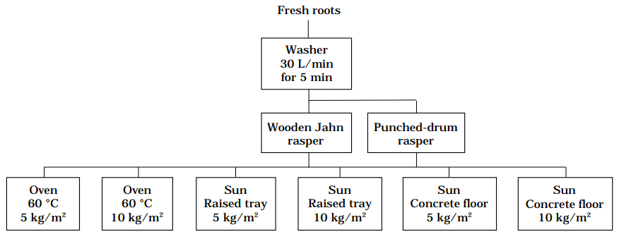 Figure 3. Procedures used in cassava rasping and drying trials.