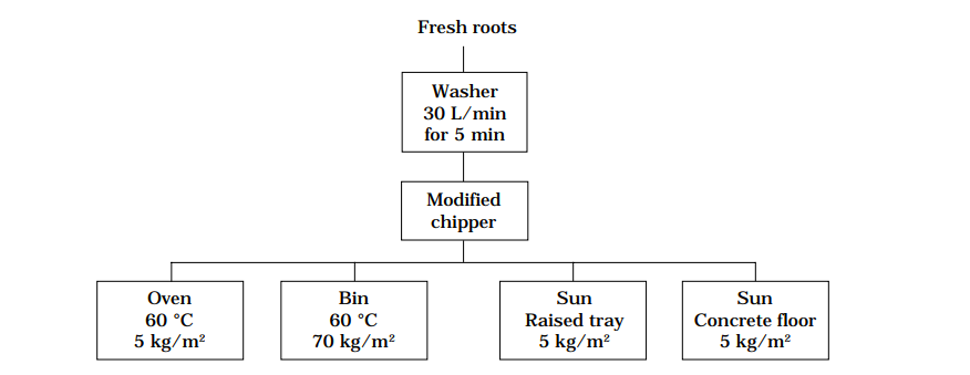 Figure 4. Procedures used in cassava chipping and drying trials.