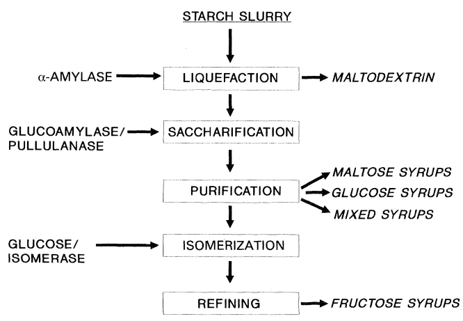 Major steps in enzymic starch conversion