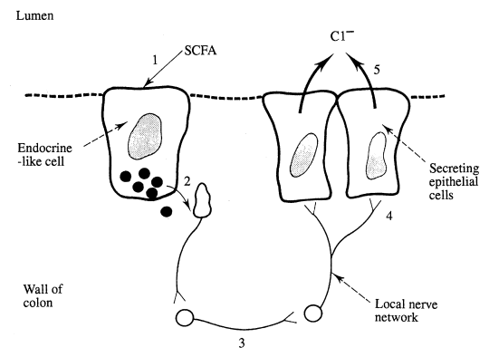 Model illustrating some effects of SCFAs on colonic secretion