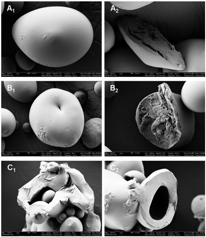 Scanning electron micrographs of heat–moisture-treated (HMT) waxy potato starch