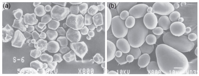 The effect of acetylation on the (a) maize and (b) potato starch granule morphology