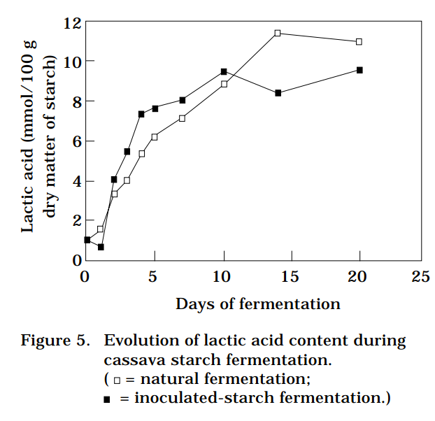Evolution of lactic acid content during cassava starch fermentation.