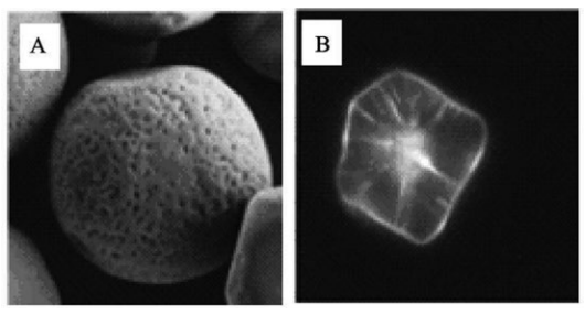 (a) (SEM) Surface pores of a cereal starch granule; (b) (micrograph) the interior channels and cavity revealed with an aqueous solution of merbromin
